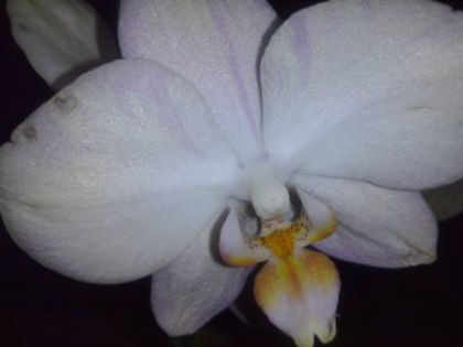 orhidee; orhidee
