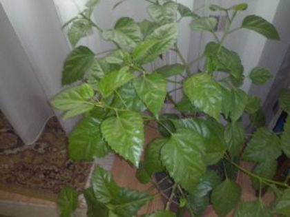 hibiscus; trandafir japonez
