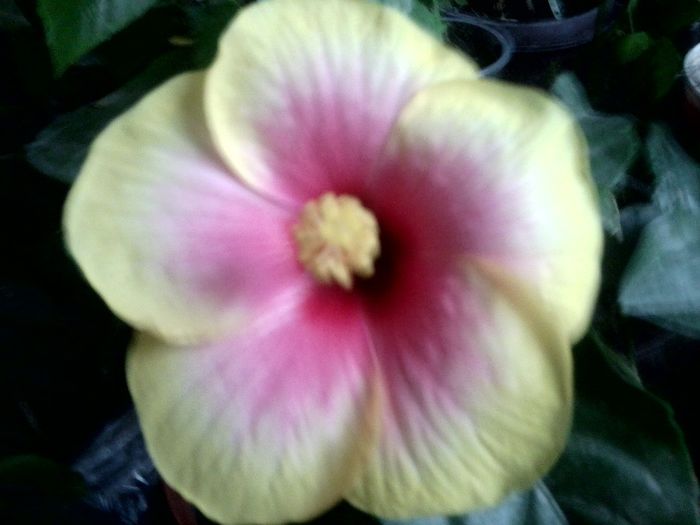 Fotografie9744 - hibiscusi 2013-5