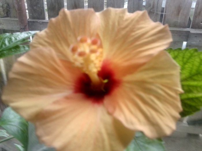 Fotografie9747 - hibiscusi 2013-5