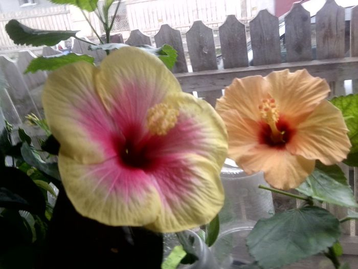 Fotografie9748 - hibiscusi 2013-5