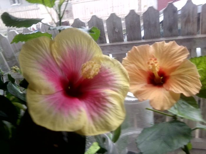 Fotografie9749 - hibiscusi 2013-5