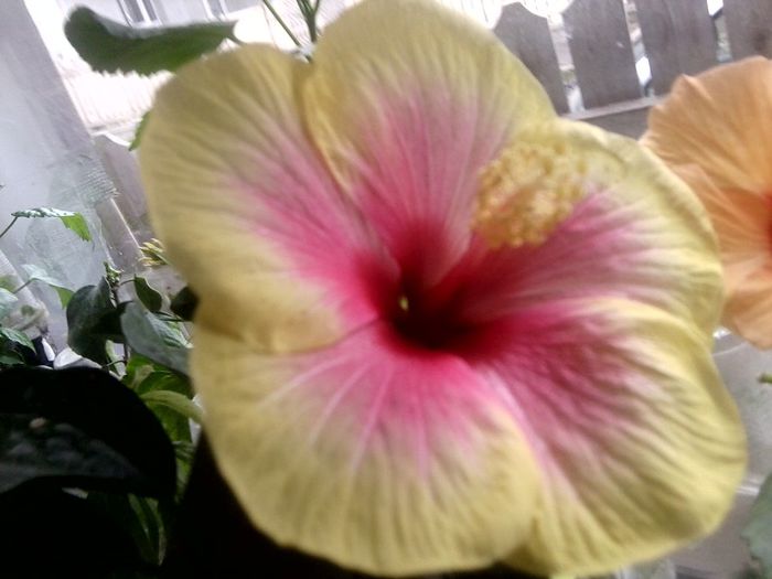 Fotografie9751 - hibiscusi 2013-5