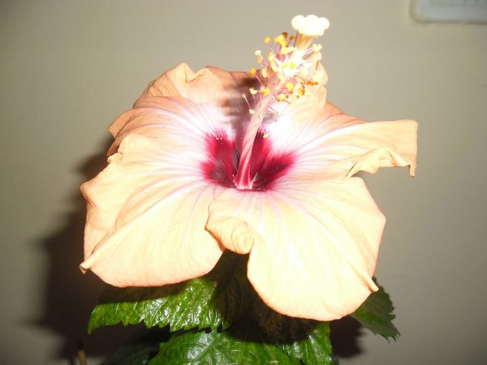 Yelow Holiday - Hibiscus 2013-3