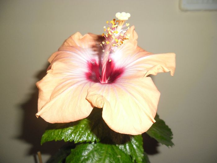 Yelow Holiday - Hibiscus 2013-3