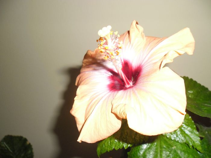 Yelow Holiday - Hibiscus 2013-3