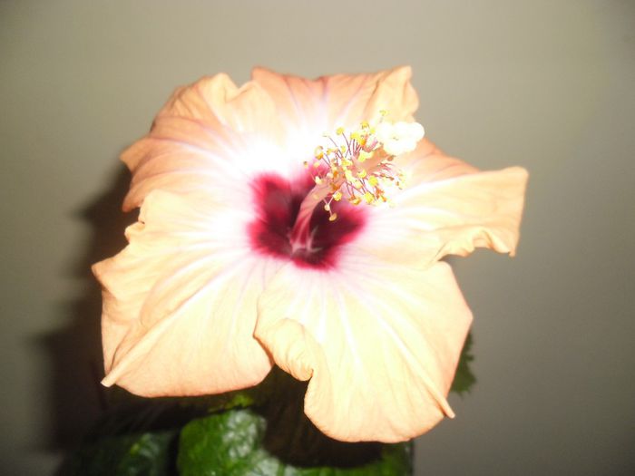 Yelow Holiday - Hibiscus 2013-3