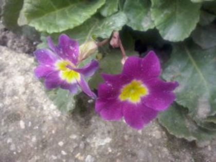 primula