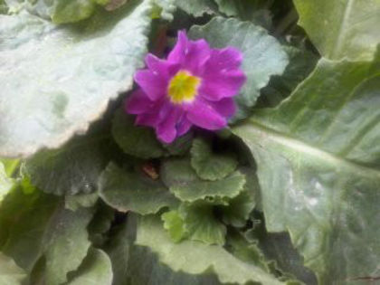 primula