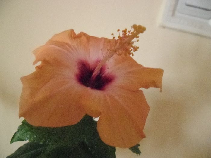 Yelow Holiday - Hibiscus 2013-3