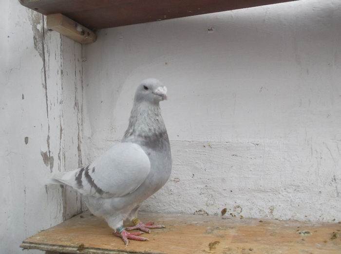 930/F-2012,pro.propie