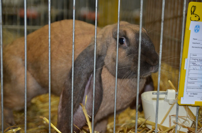 DSC_4912 - 1 EXPOZITIA NATIONALA A GERMANIEI KARLSRUHE 2013