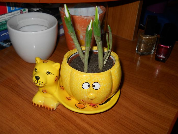 ghiocei - flori de interior 2013