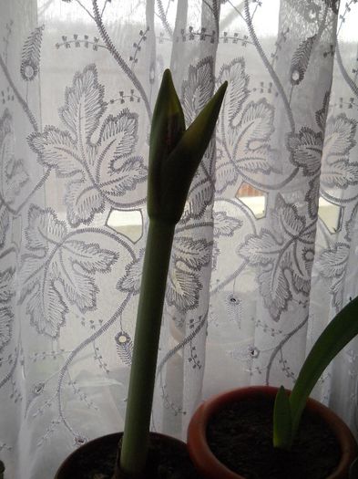 si am mai crescut - flori de interior 2013