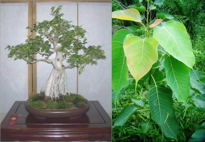 ficus_religioasa