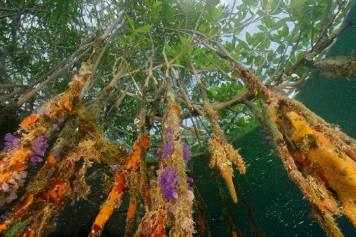 mangroves - a-alte seminte rare