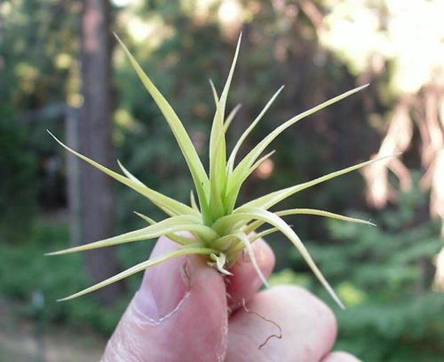 tillandsia mai multe soiuri - a-alte seminte rare