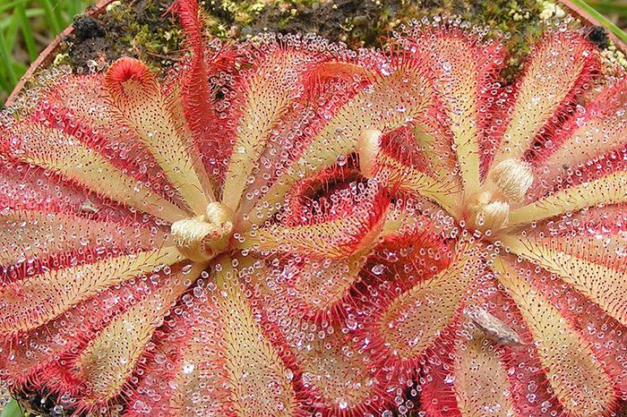 drosera_aliciae planta carnivora - a-alte seminte rare