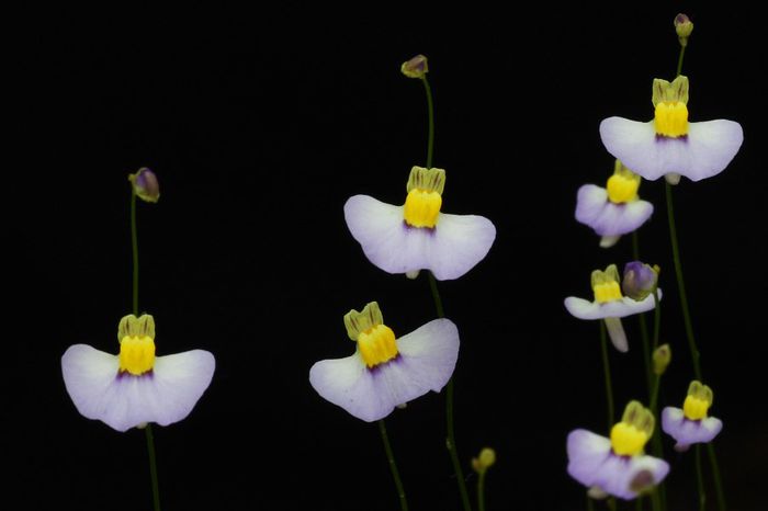 Utricularia_bisquamata planta carnivora - a-alte seminte rare