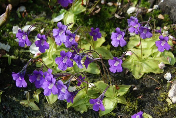 Pinguicula grandiflora planta carnivora - a-alte seminte rare