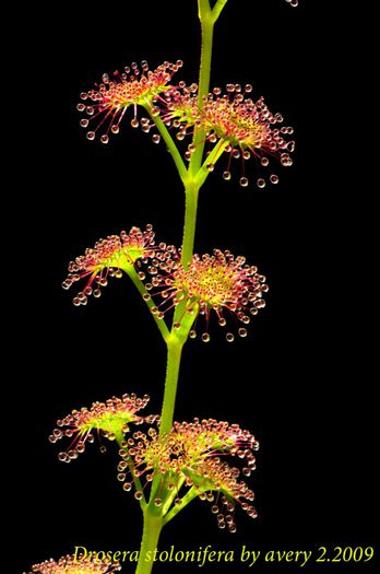 Drosera_stolonifera planta carnivora - a-alte seminte rare