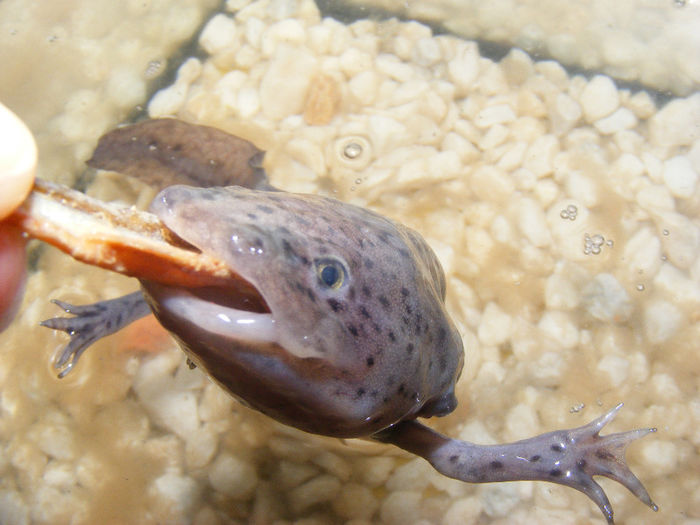 ATTILA, axolotl - CU SANGE RECE