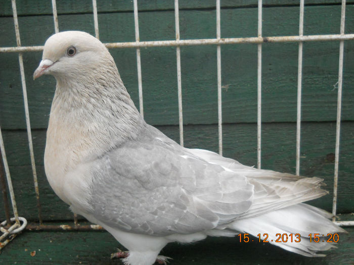 femela takla 2011 vanduta