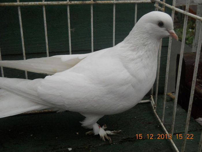 femela takla vanduta