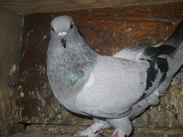 femela takla 2013 vanduta