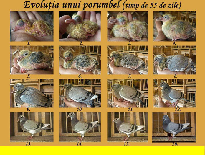 evolutia unui pui - Notiuni de crestere a porumbeilor