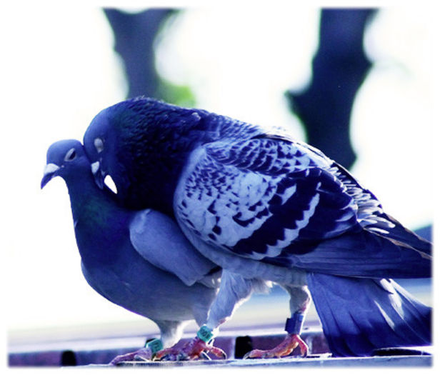 Imperecherea - Notiuni de crestere a porumbeilor