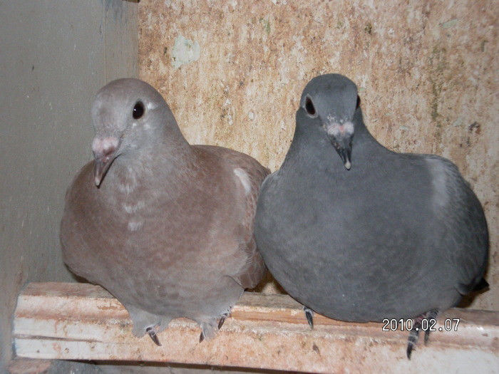 Puiuti - Notiuni de crestere a porumbeilor