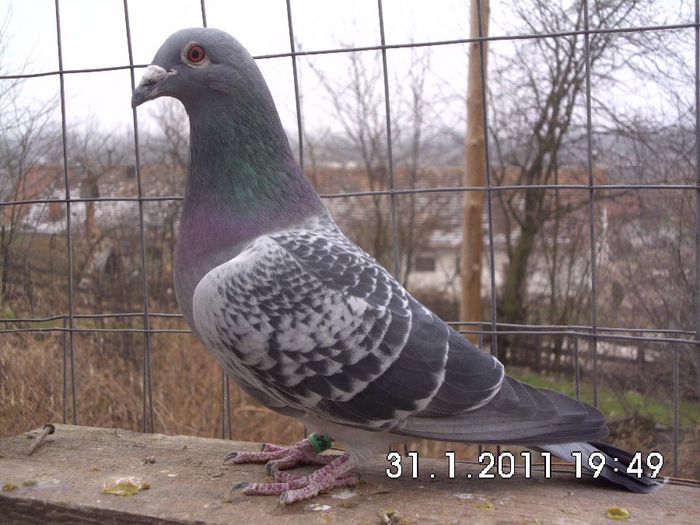 0564809-11 "809" CIOARA DANIEL,fiu din "Sora Ratoiul"