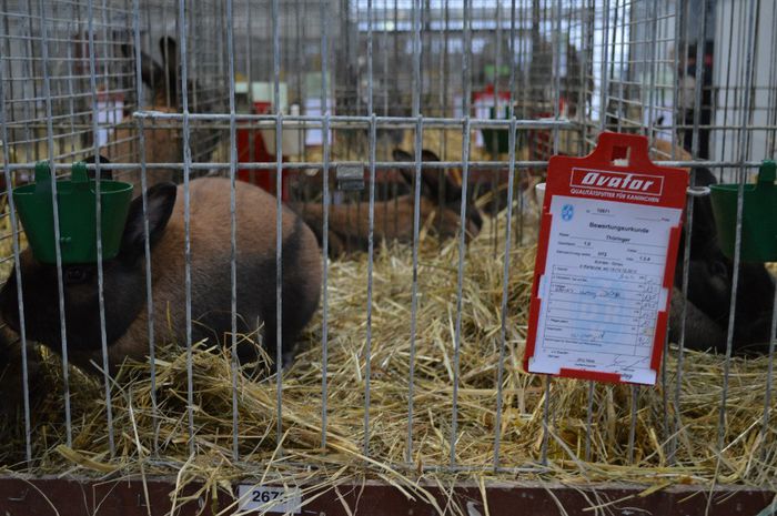 DSC_0110 - Expozitia nationala Karlsruhe 14-15 Decembrie 2013