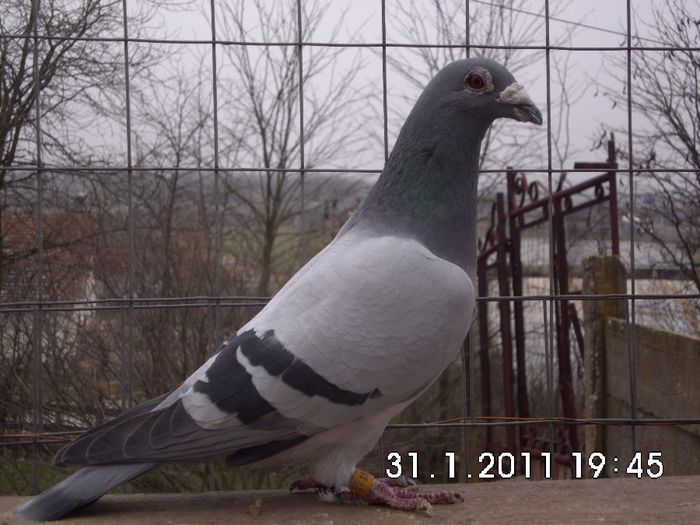 193754-06 CIOARA D.frate de tata cu loc 1 magdeburg,