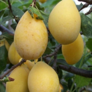 Cele mai valoroase 3 soiuri de prune: Topend +(superprune), Hangata si Topaz(prune galben-portocalii - xx Oferta pentru toamna 2015