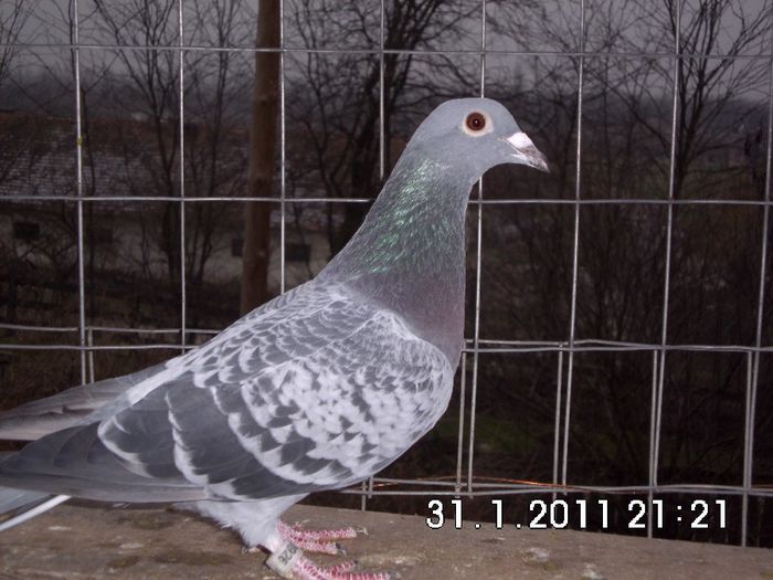 23926-12(13)CIOARA D.nepot "MAGDEBURGA"locul 1 Magdeburg 2011