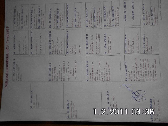 pedigreu "MAGDEBURGA MICA"