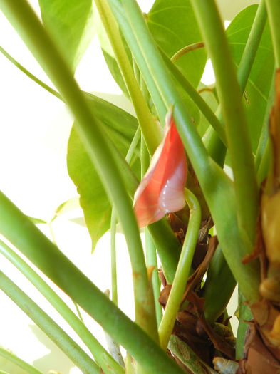 DSCN8492 - ANTHURIUM