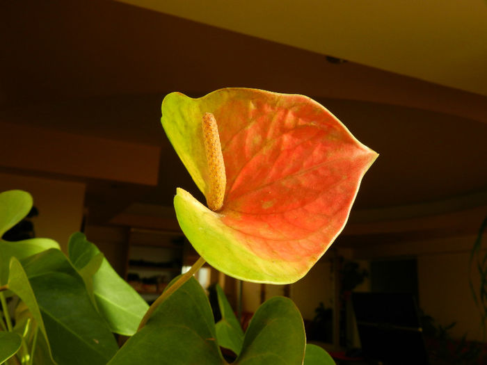 DSCN8505 - ANTHURIUM