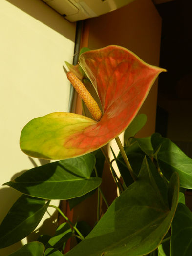 DSCN8509 - ANTHURIUM