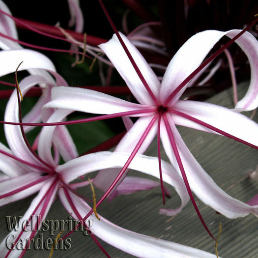 $(KGrHqNHJBUFJUHyBJ4ZBS,IeKJi6g~~60_57