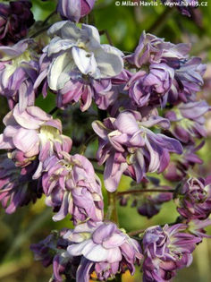 3756-wisteria-floribunda-violacea-plena - minuni ale naturii create de Dumnezeu 5