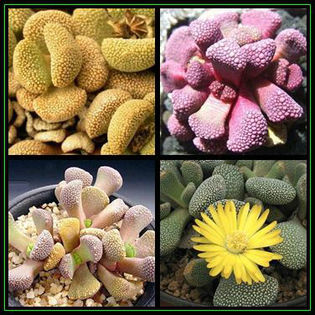 390651_121117094706_Aloinopsis_villetii_Thumb