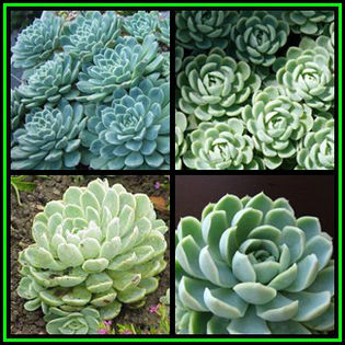 390651_130105203105_Echeveria_elegans_Thumb1 - minuni ale naturi create de dumnezeu 6