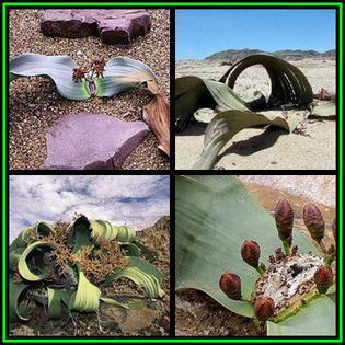 390651_130121023707_Welwitschia_mirabilis_Thumb2 - minuni ale naturi create de dumnezeu 6