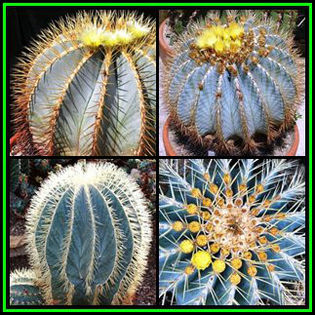 390651_130202021745_Ferocactus_glaucescens_Thumb - minuni ale naturi create de dumnezeu 6