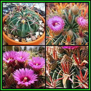 390651_130202021745_Ferocactus_latispinus_Thumb