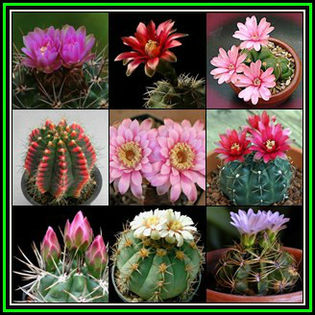 390651_130419110741_Gymnocalycium_Mixed_Species_Thumb