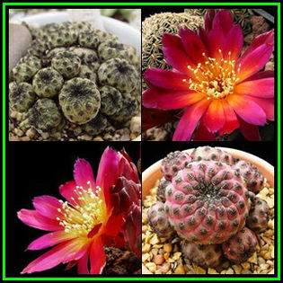 390651_130421122341_Rebutia_canigueralii_Thumb